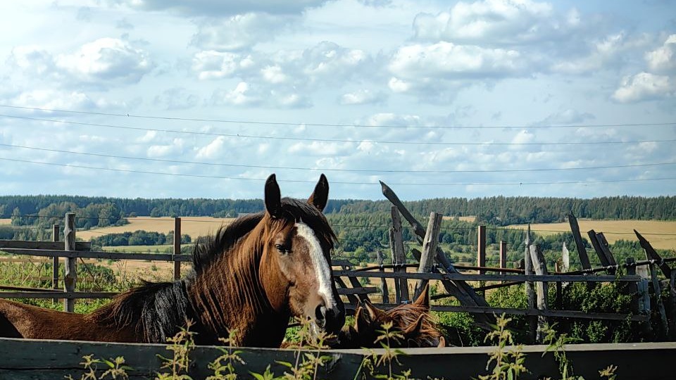 Монастырское подворье: где живут владимирские тяжеловозы