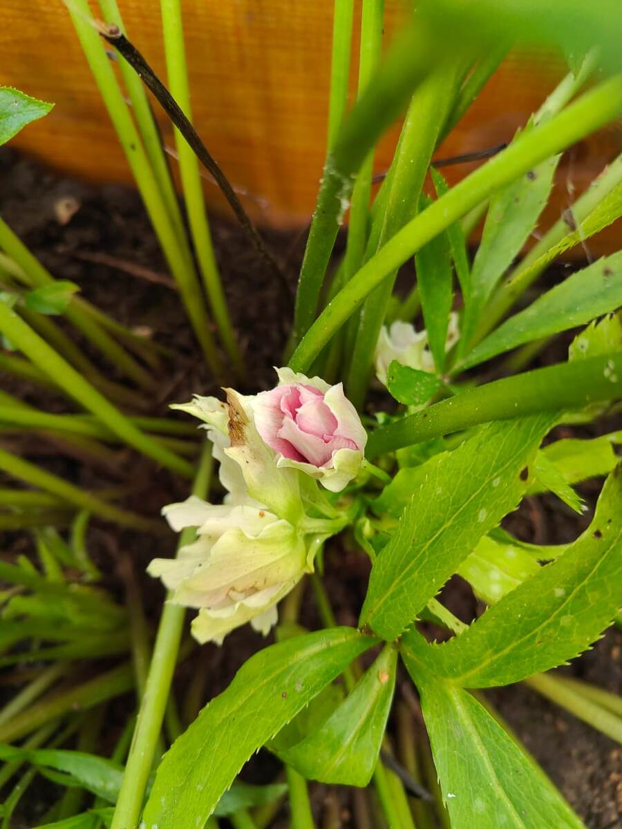 Морозник восточный.