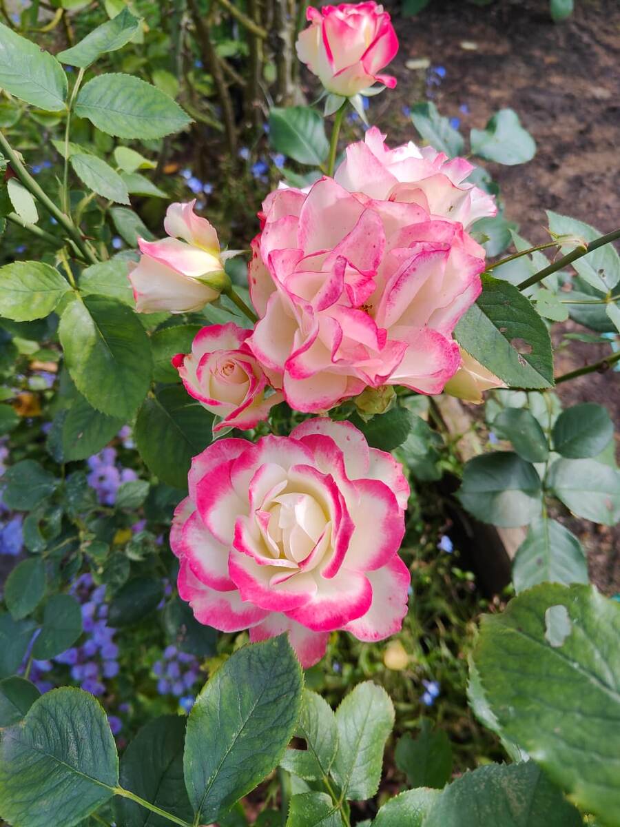 Роза "Юбилей Санкт-Петербурга".