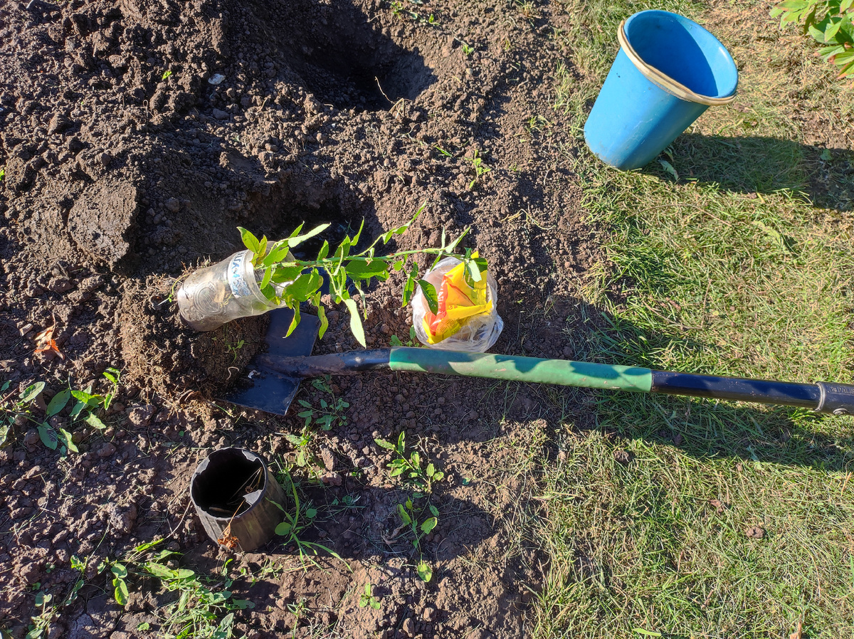 Переношу черенок розы на лопате. Фото автора.