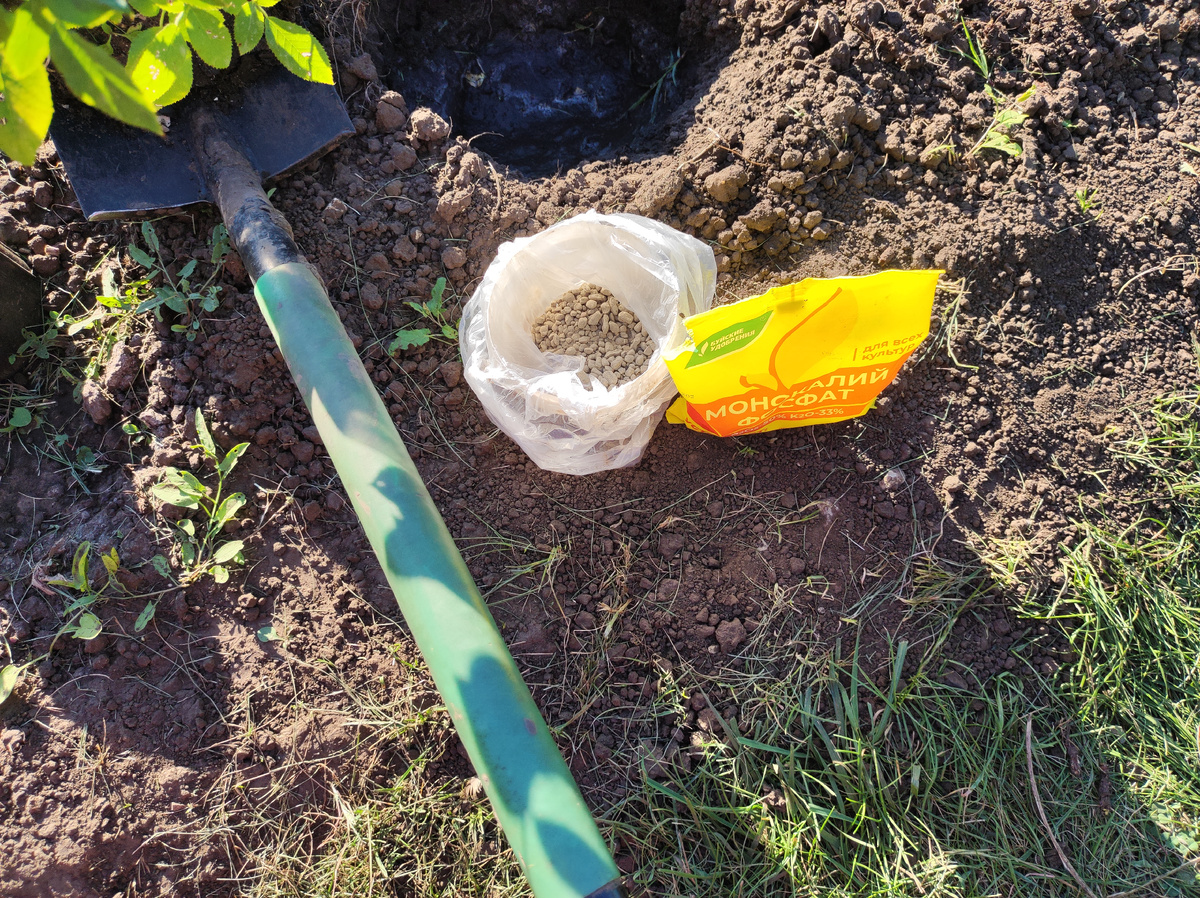 Сажаю черенок розы на постоянное место. Фото автора.