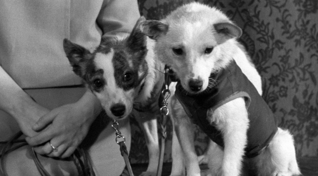 Четвероногие космонавты — собаки Белка и Стрелка. 1 сентября 1960 год