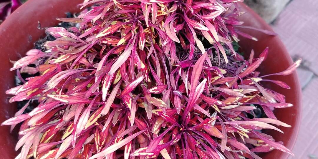 Удачные однолетники сезона - фавориты новые и старые