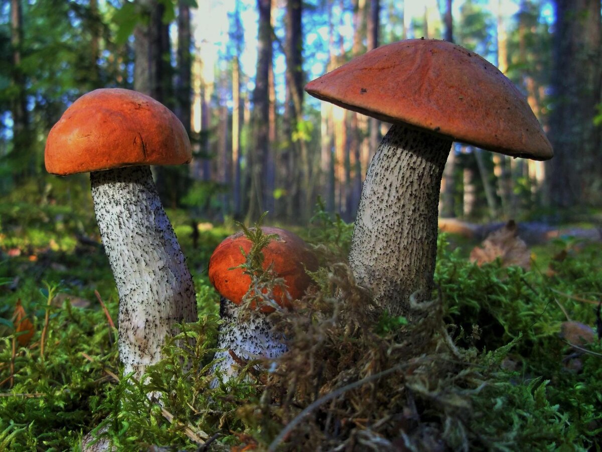 ЧЕМ НЕ РЕЛАКС ОТ ВСЕГО И ВСЯ?