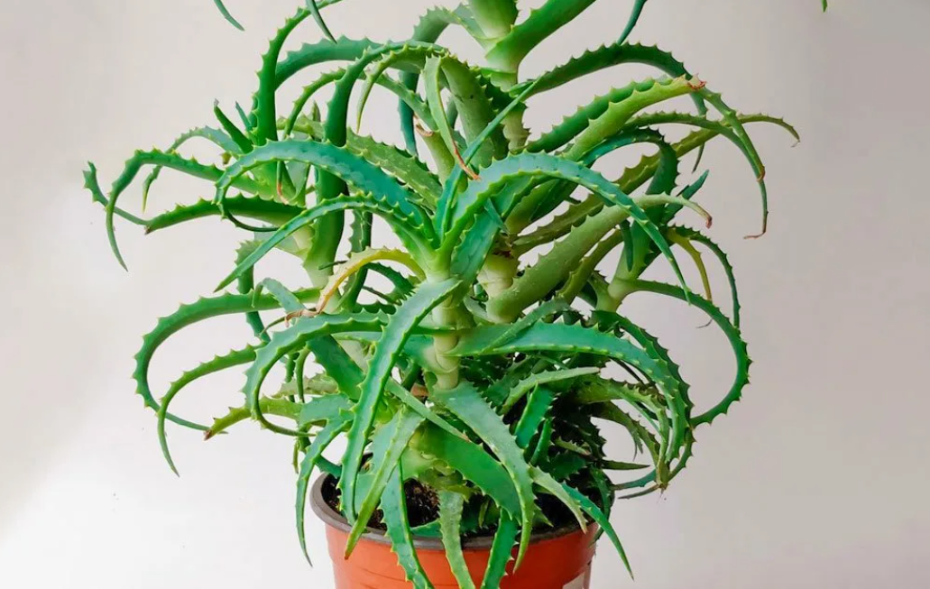 Алоэ уход в домашних условиях.