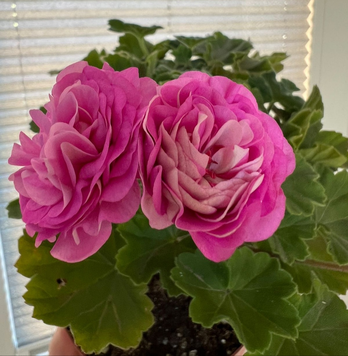 СЕлена Эрса. Фото моих покупателей. 