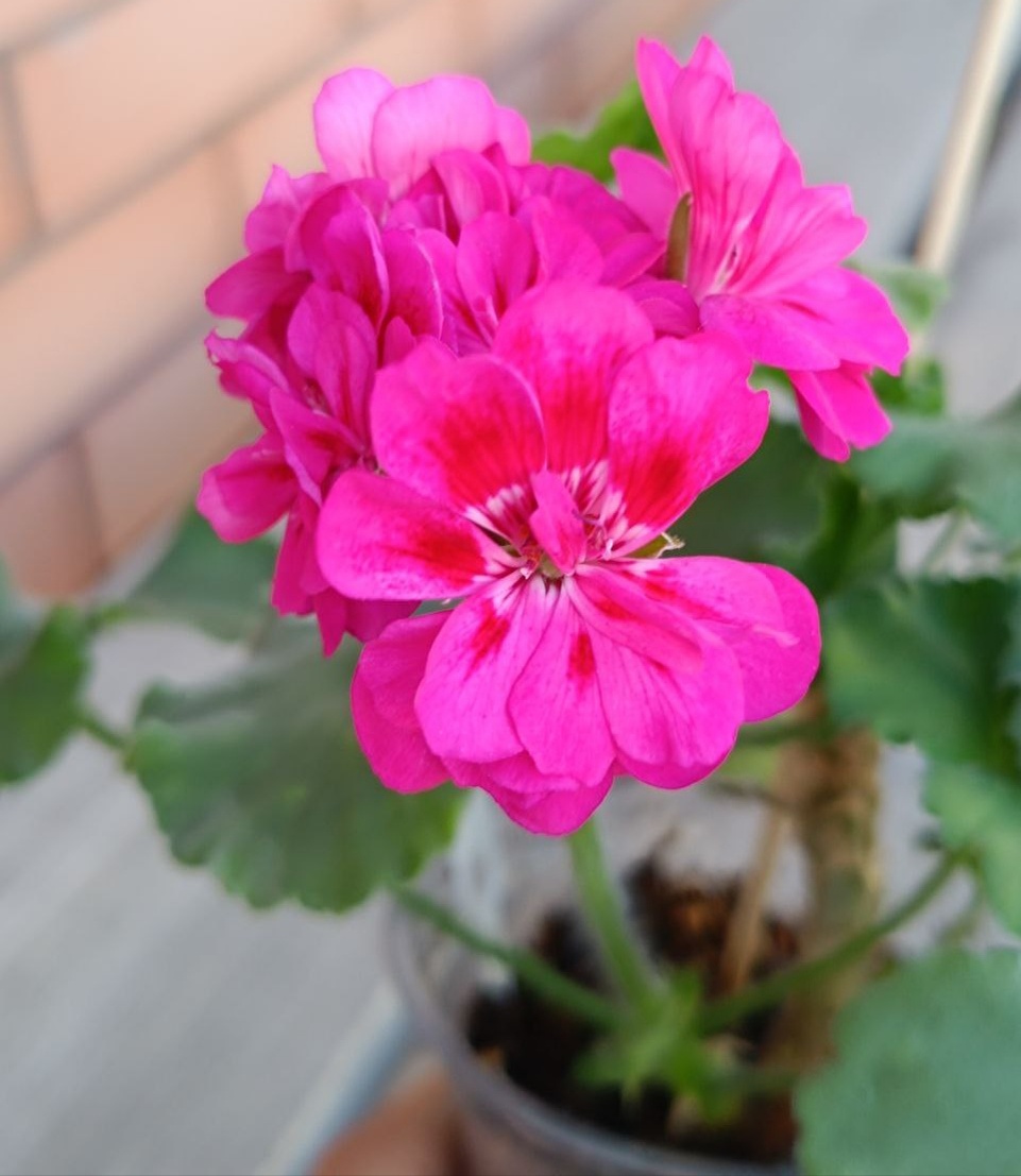 ЛиА Жозефина