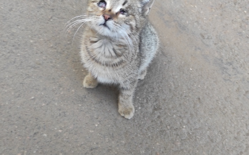 😿Срочно! Нужны котородители для особого котёнка!