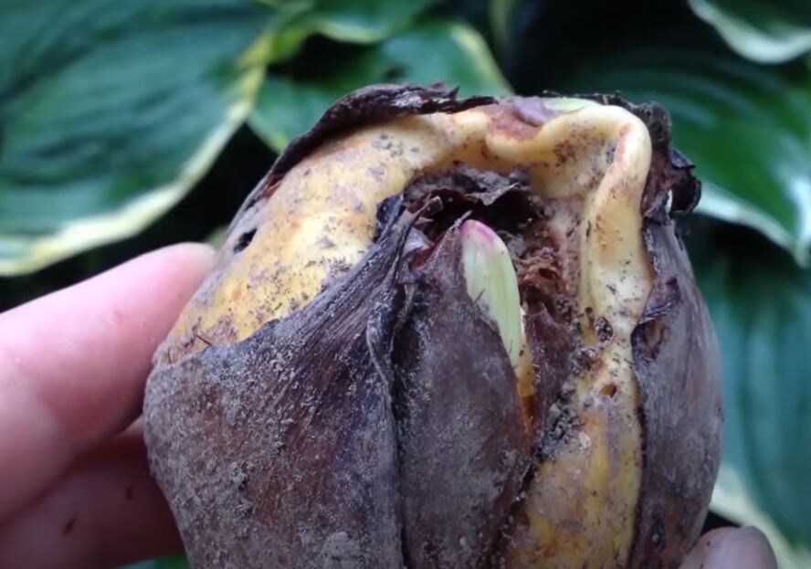 Показался росток