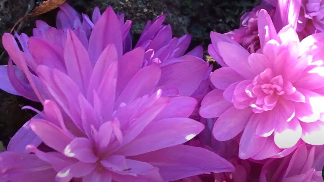 Сорт Уотерлили