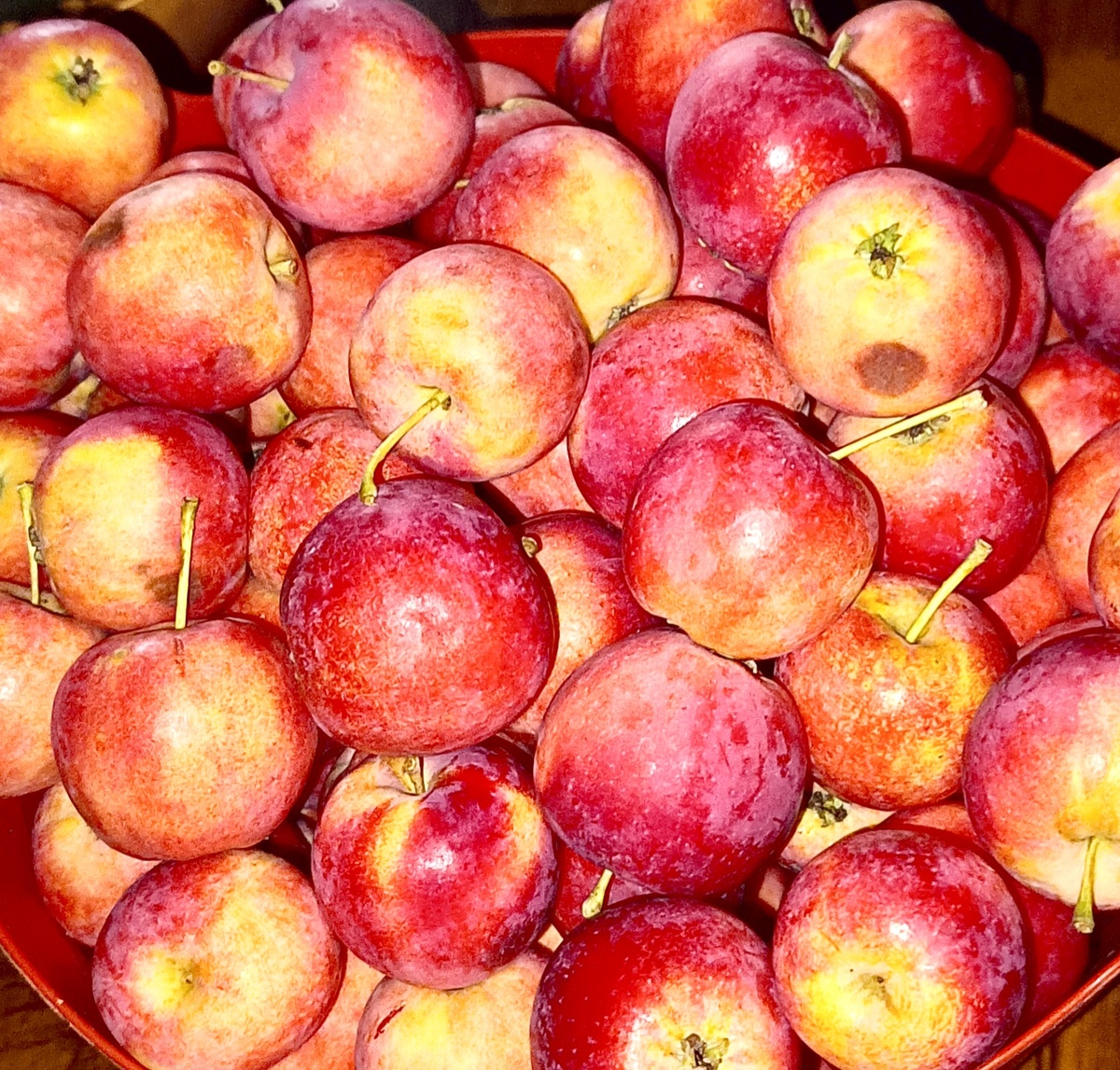 Урожай яблок. Фото автора.