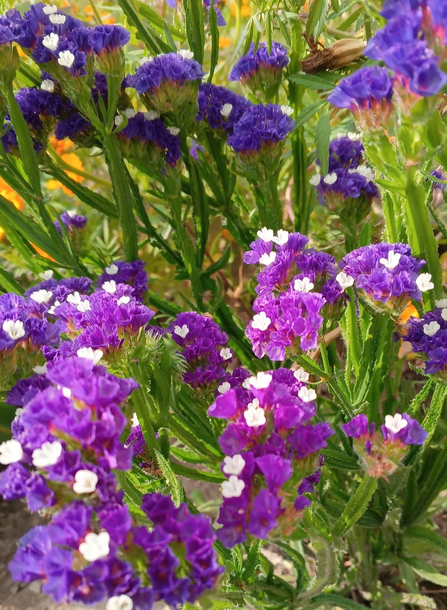 фото автора: мои дачные цветы, сухоцветы