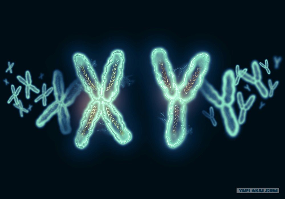 Генетика хромосомы