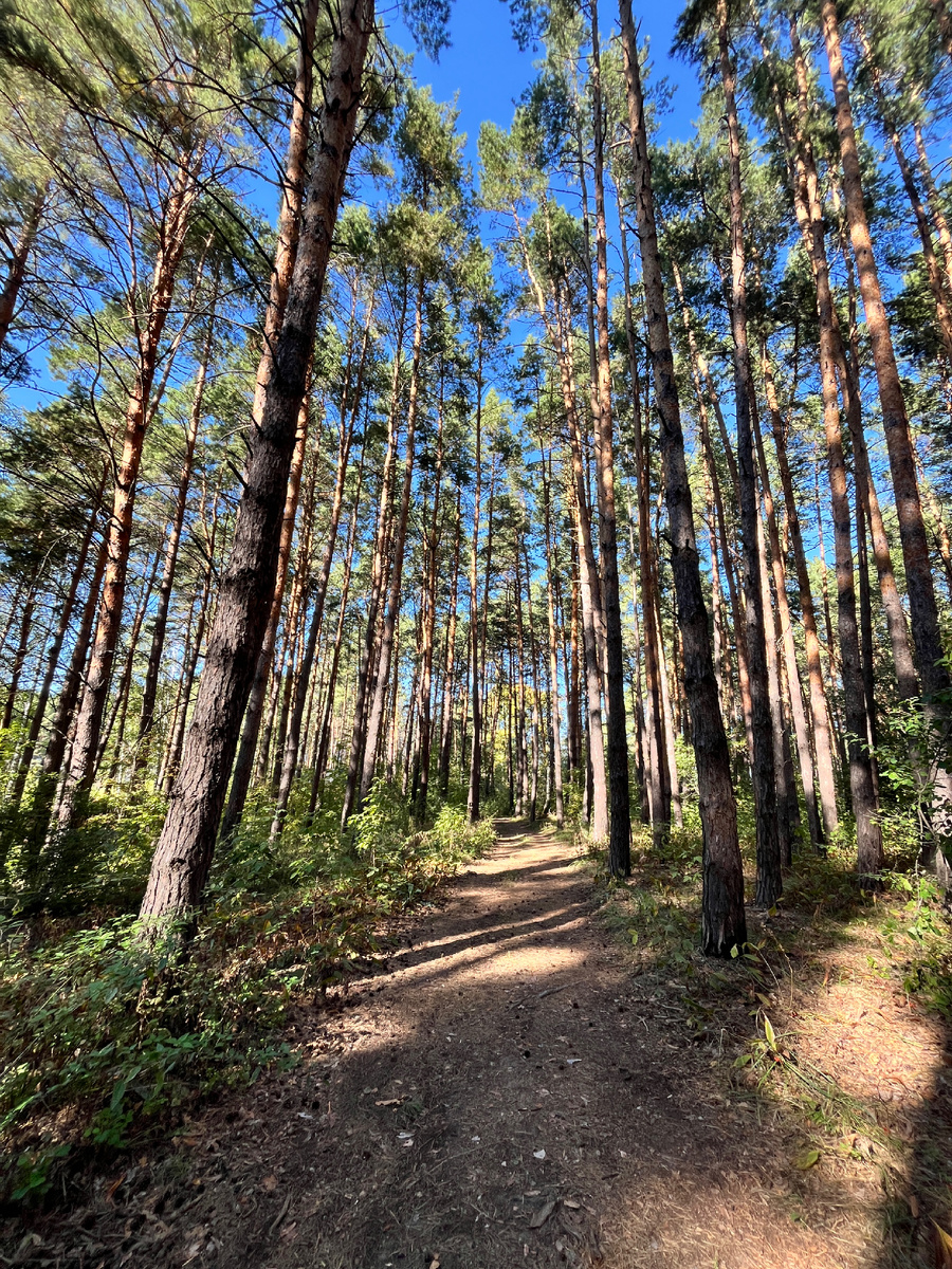 14 сентября 2025. Типичный сосновый лес вдоль берега Волги.