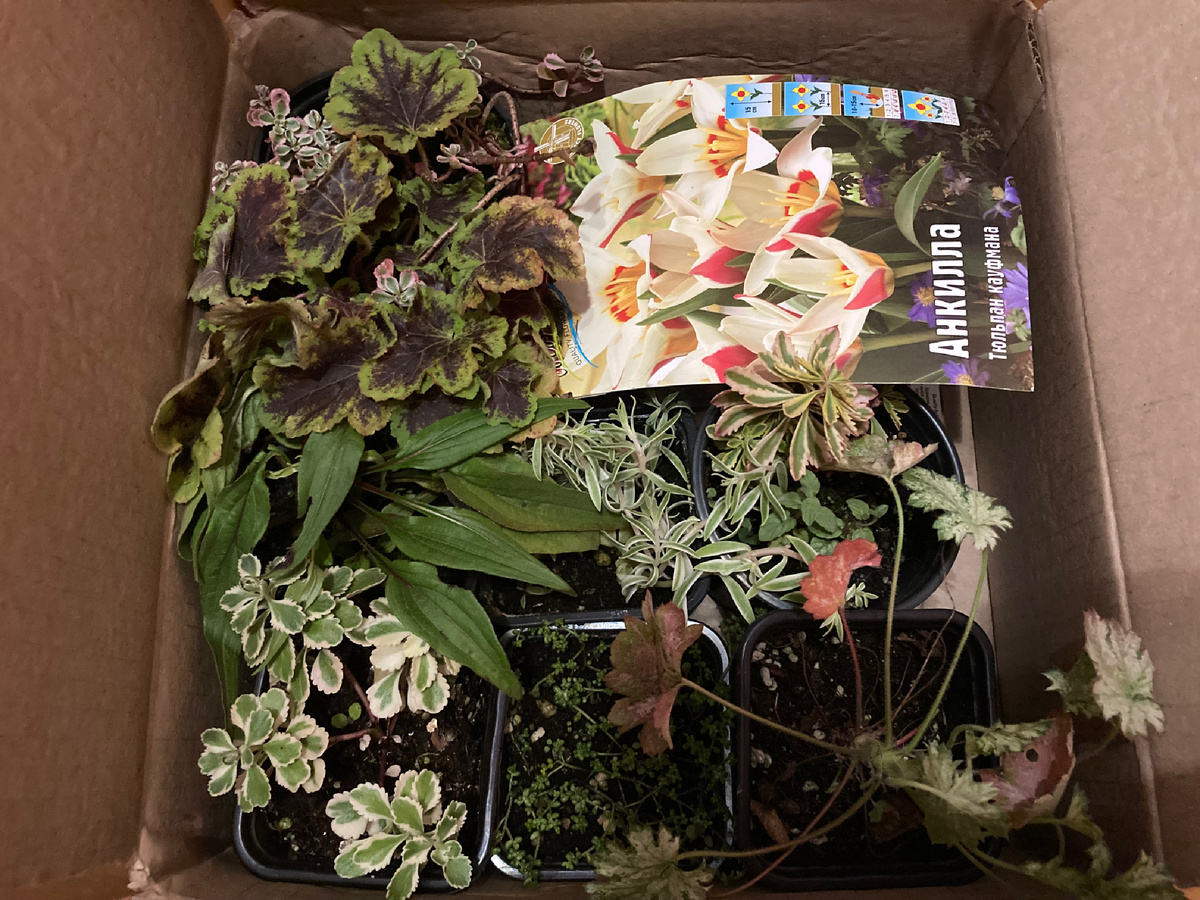 На самом деле здесь 2 посылки )