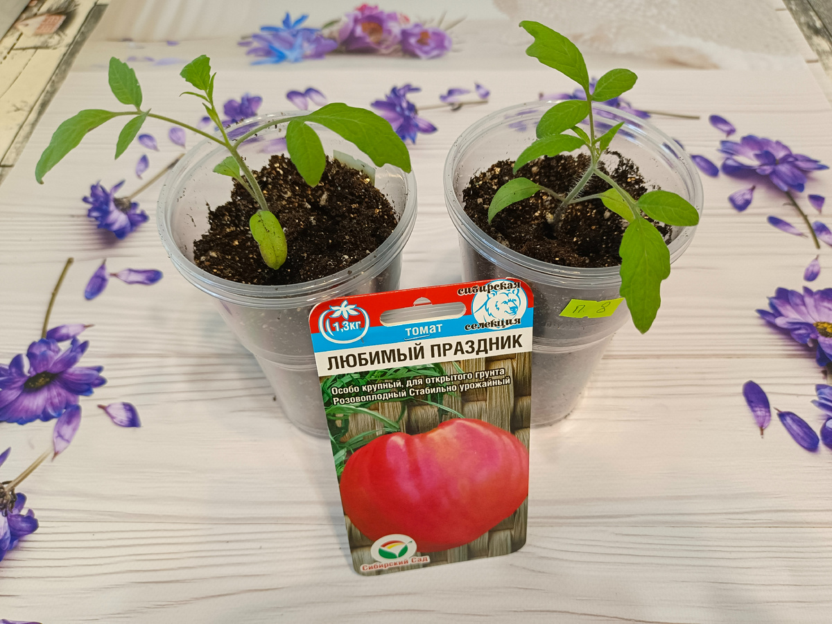 "Любимый праздник"