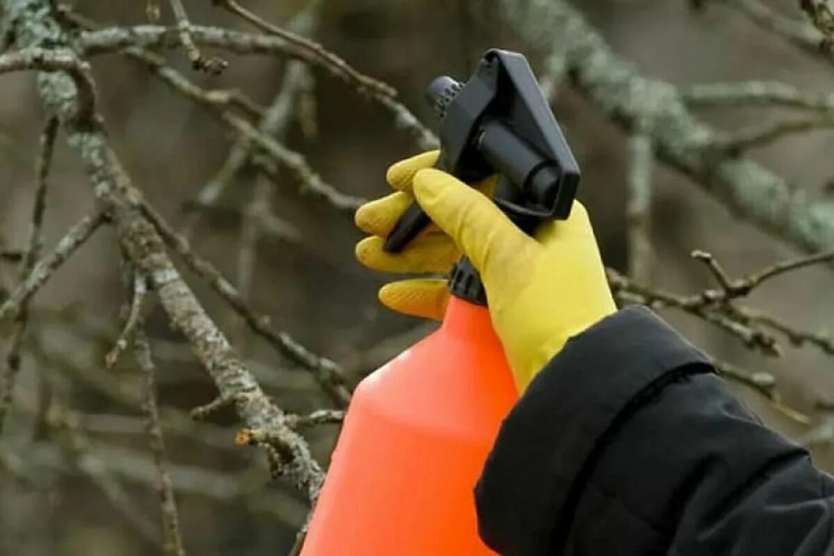 Опрыскивание дерева