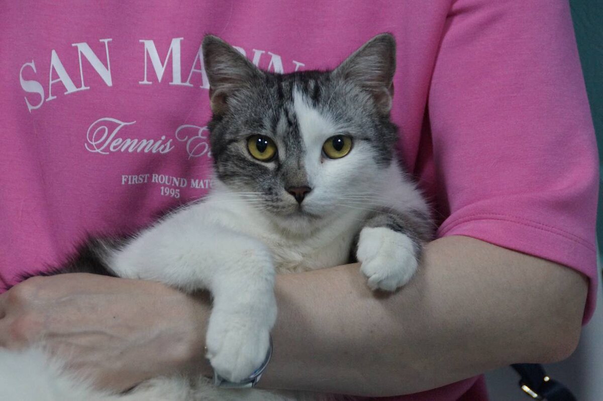 Не смотрите на это серьёзное лицо. Кискас пытается показать, что он уммет быть серьёзным