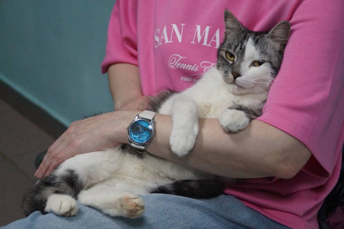 Это тот случай, когда коту нужен ЧЕЛОВЕК!