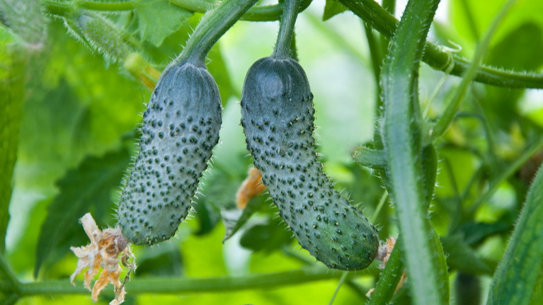Выбираю урожайные сорта по методу агронома Петрова. 4 гибрида плодоносят при +5 градусах