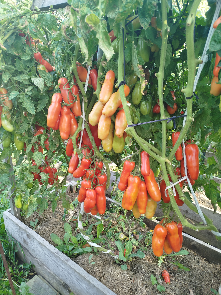 Братики Казановы два растения слева