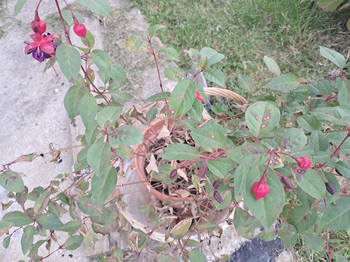 Фуксия чахнет в горшке