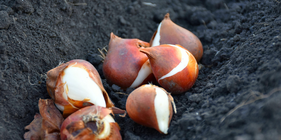 "Посадка тюльпанов": нюансы, влияющие на пышность и размер цветков. Практические советы и рекомендации