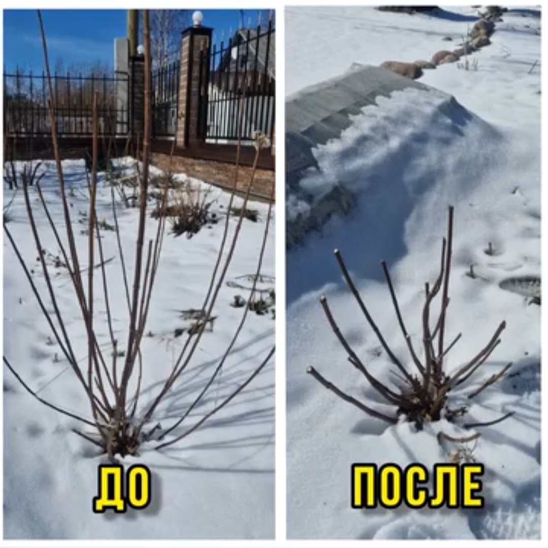 Гортензия "Самарская Лидия" (до и после обрезки) 