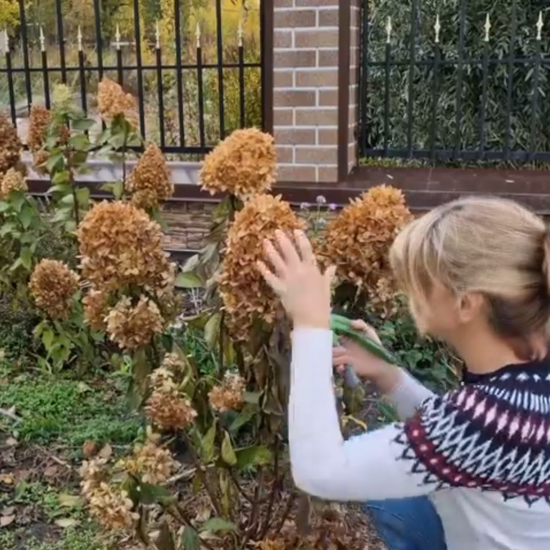 Срезаю пышные соцветия у гортензии "Граффити"