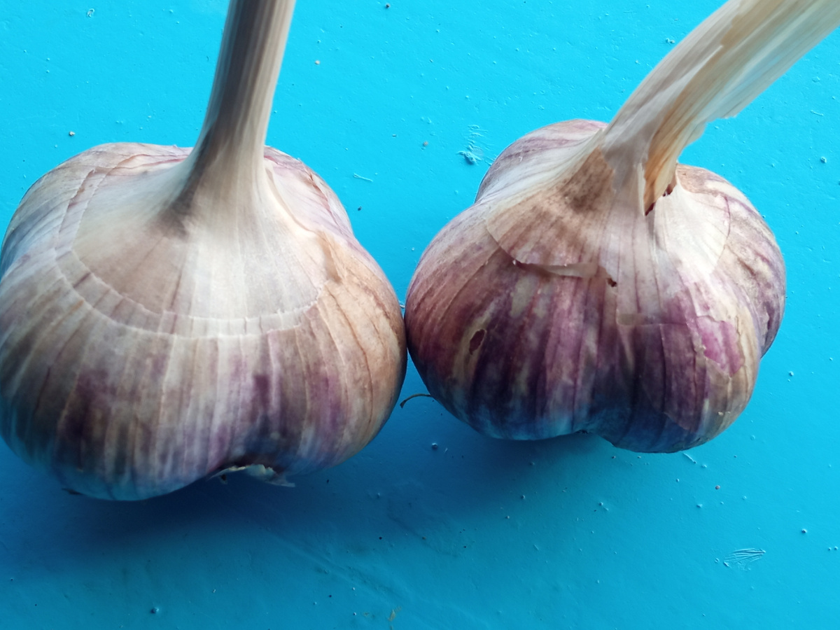 Чеснок" Комсомолец " Фото автора. 