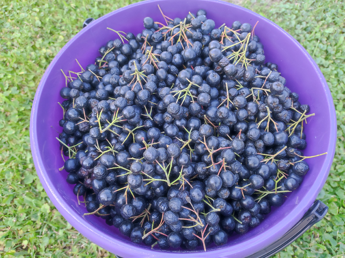 Фото автора, урожай черноплодной рябины, сентябрь 2025 года
