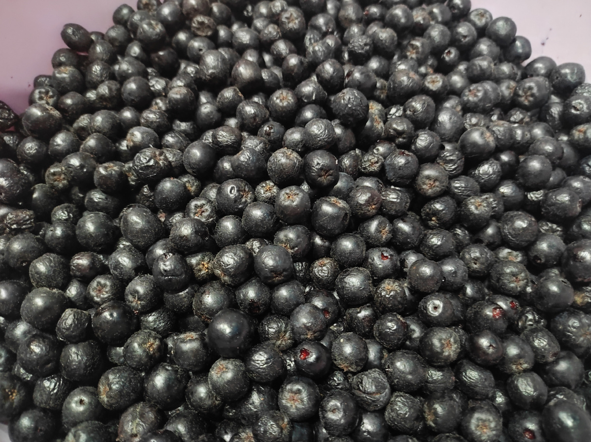 Фото автора, черноплодная рябина, сентябрь 2025 года