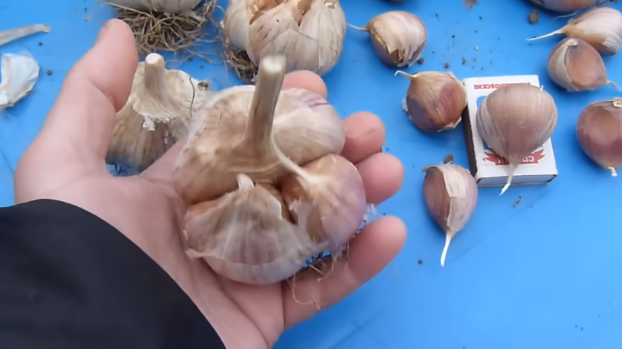 Сажаю озимый чеснок по 3 правилам соседа-агронома. Головки с кулак растут даже из мелких зубков