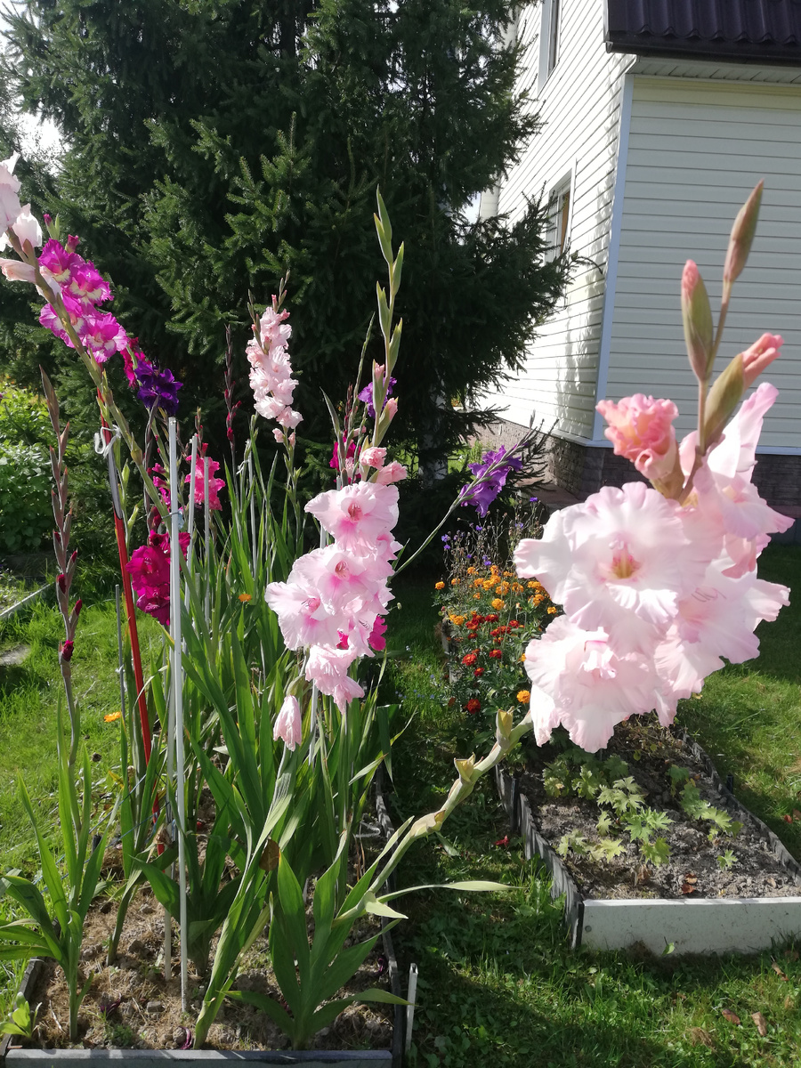 Гладиолусы в середине сентября