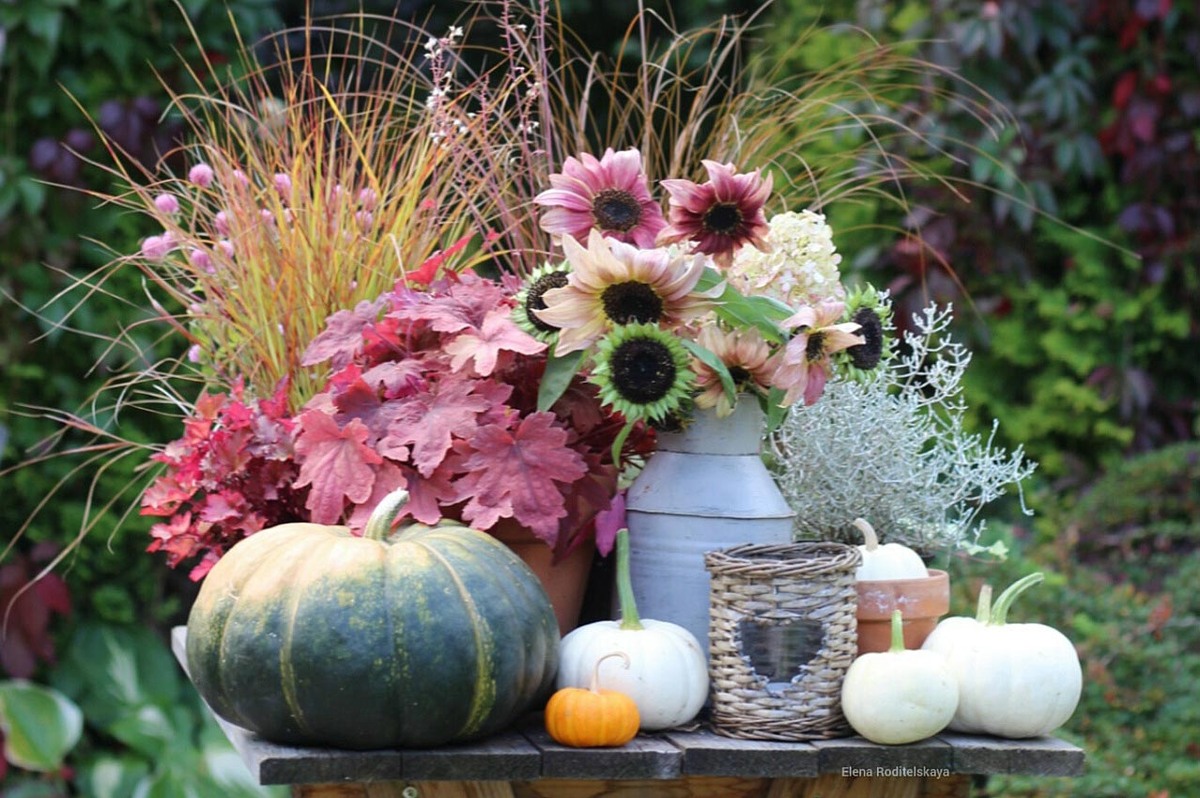 1. Тыквы Мускат де Прованс, Джил Би Литл, Касперита