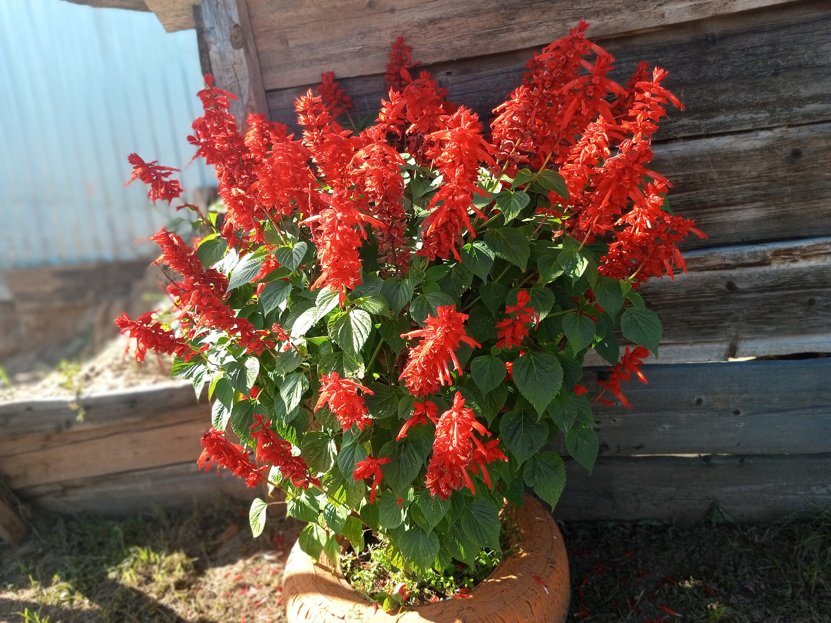 Деревенские цветы. Фото автора.