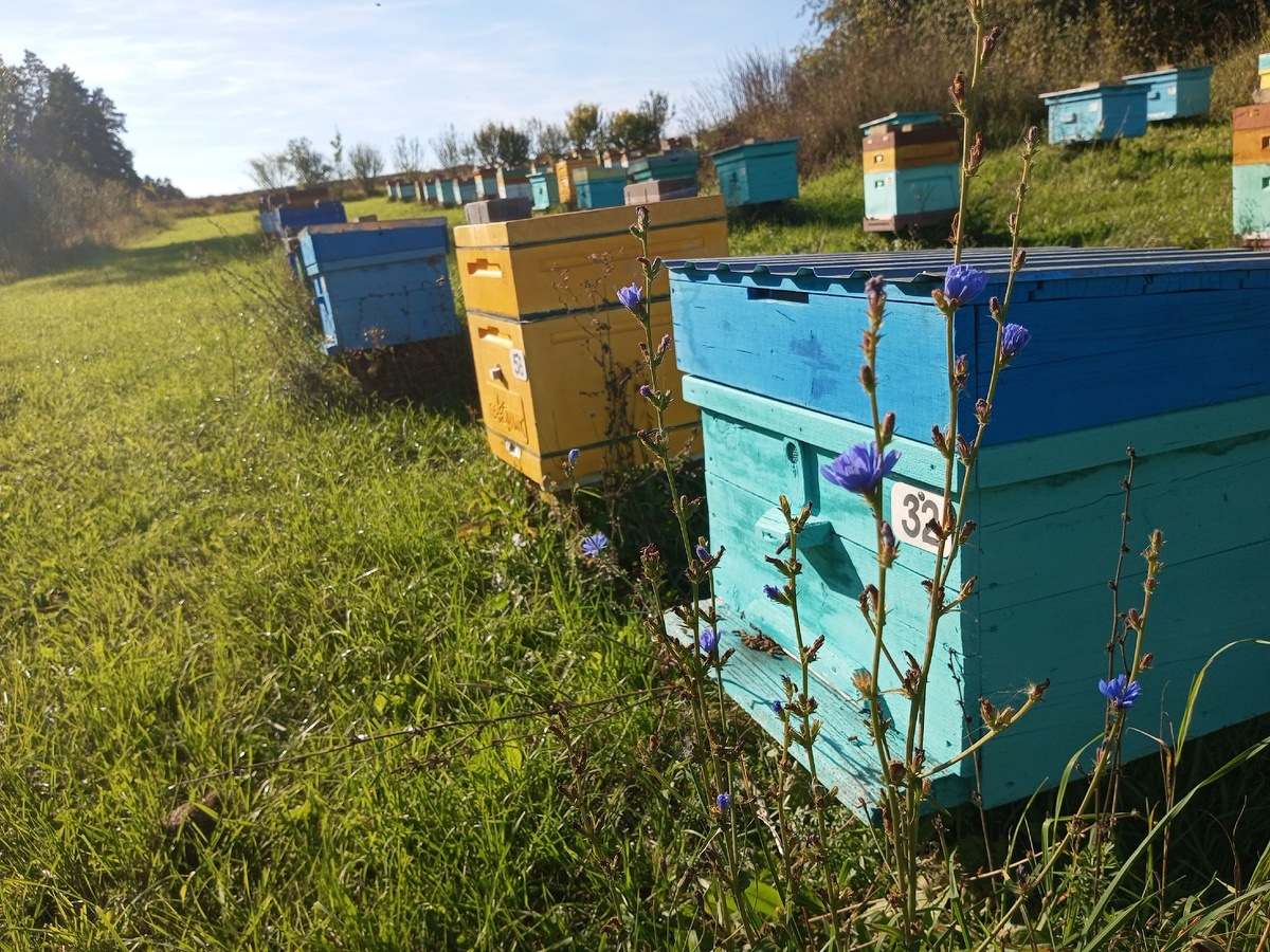 Пасека. Фото автора.