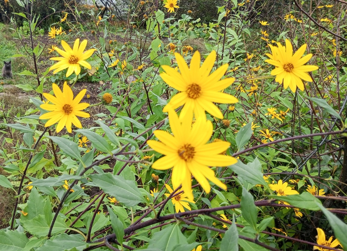 Поздние цветы. Фото автора.