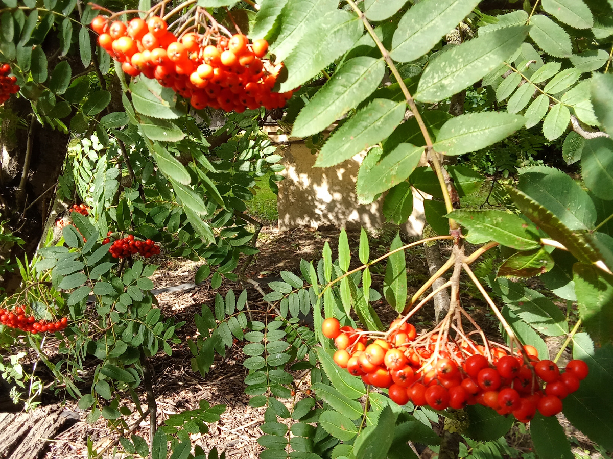 Рябина в парке Ботанического сада