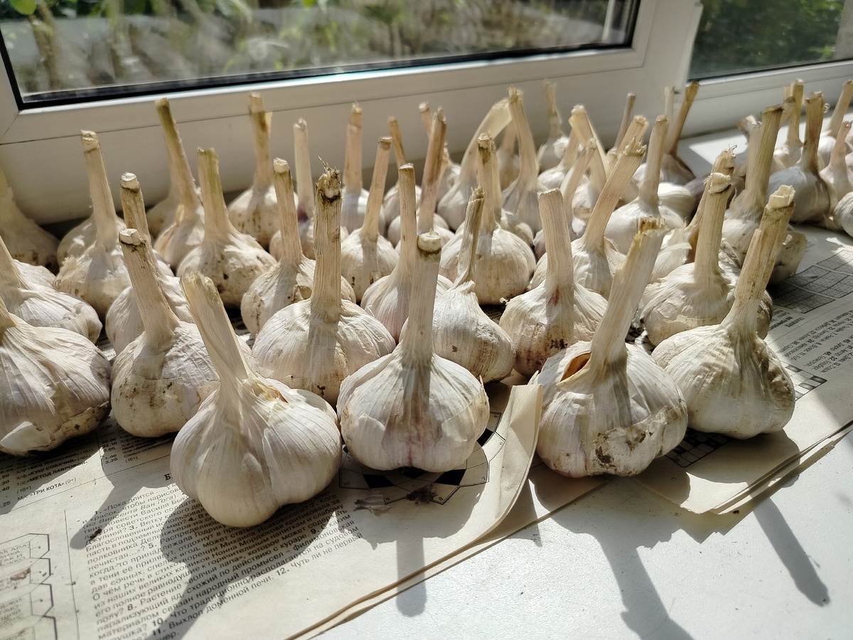    Соседка начала свой бизнес на чесноке - купила детям по квартире