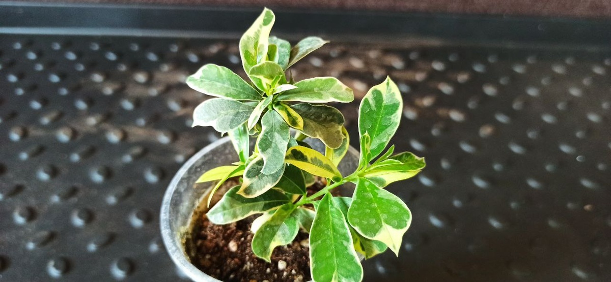 Моё фото. Сизигиум австралийский альбомаргината.