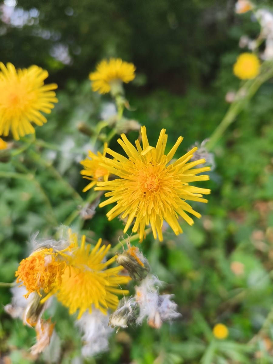 Соцветие осота полевого