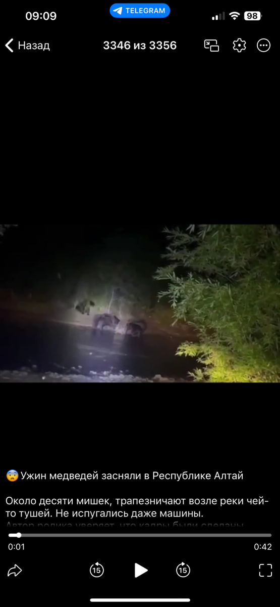    Ужин медведей в Республике Алтай. Источник: "Наш Алтай | Горно-Алтайск"