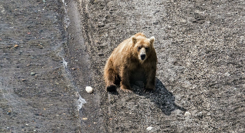    Serguei Fomine/Global Look Press