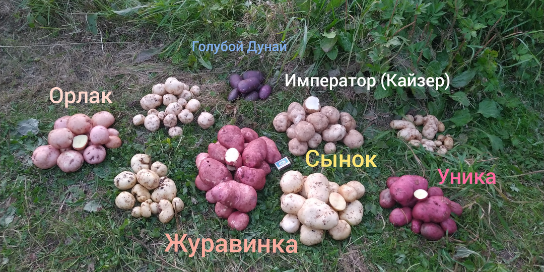 Вкусные и урожайные фитофторозоустойчивые сорта картофеля