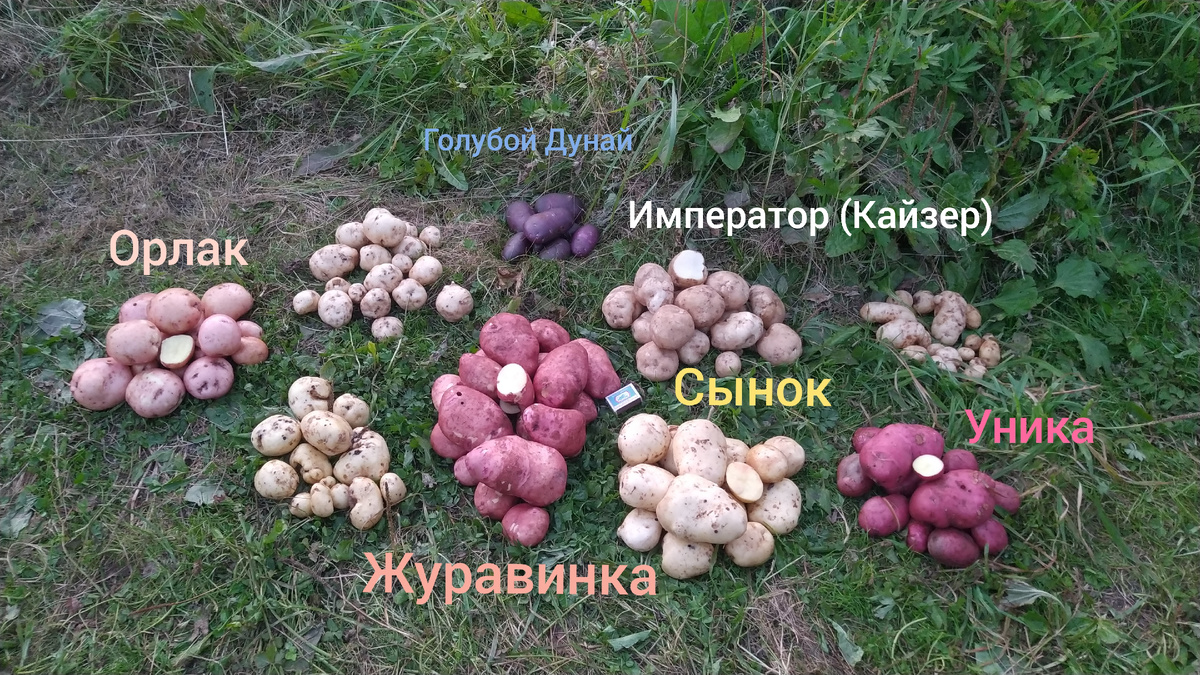 Урожай с куста 
