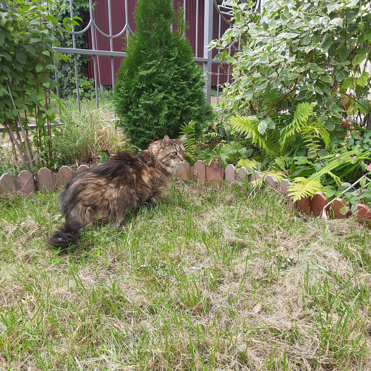 На вольном выпасе)) кот Эдуард