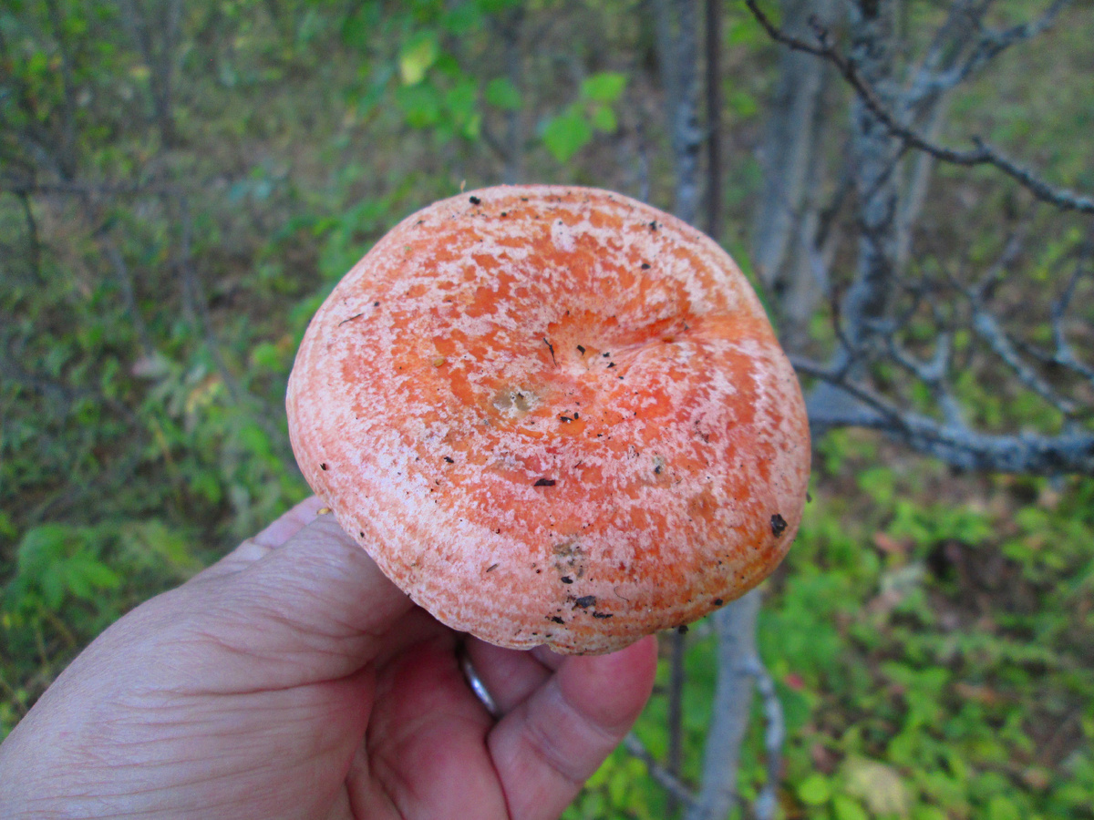 В лесах Саратовской области появились грибы рыжики