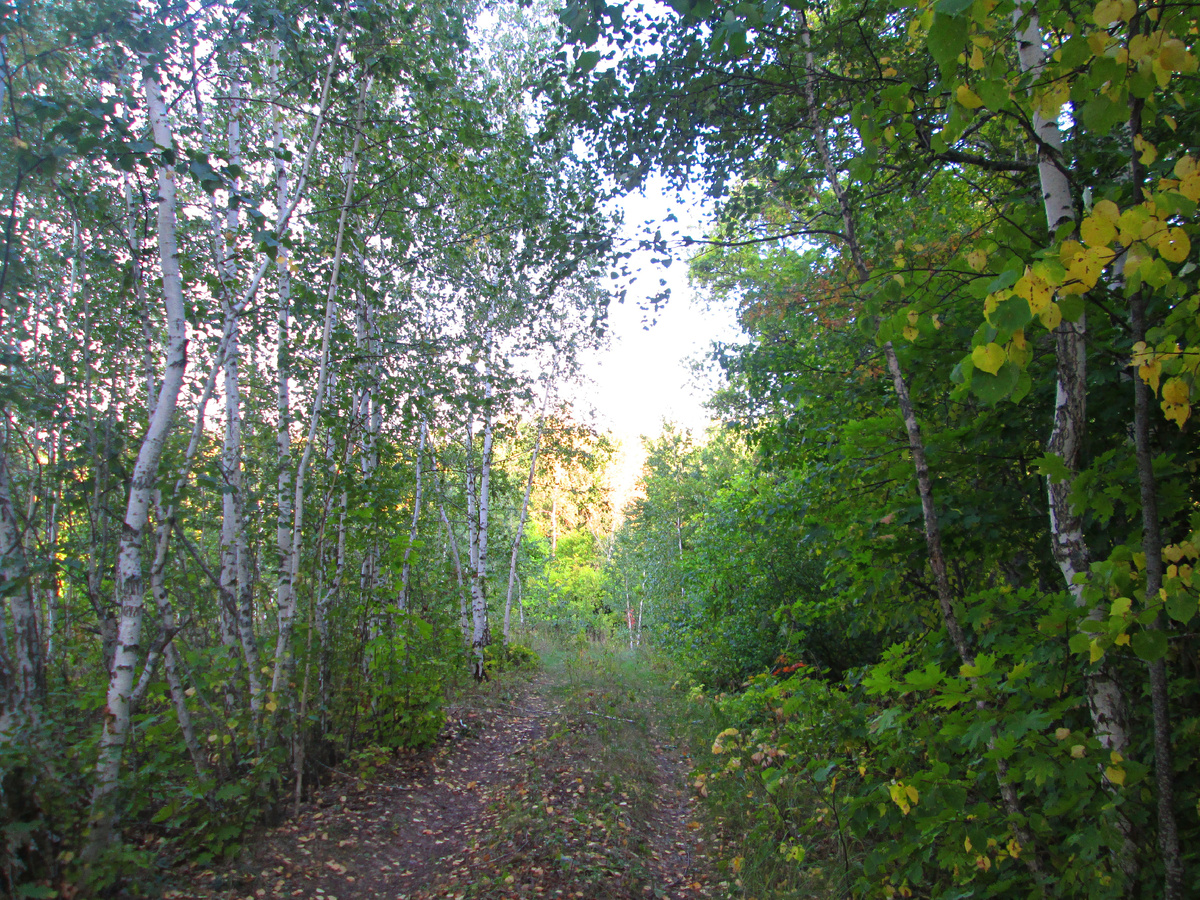 Красивый осенний лес. Листья только-только начинают желтеть.