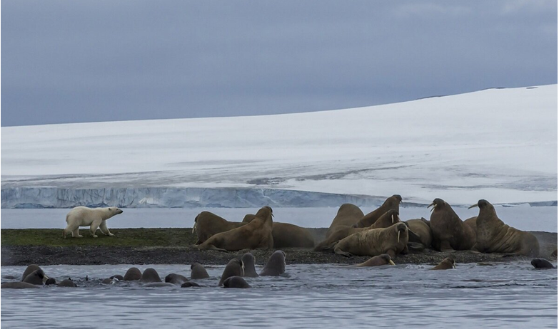 Море Лаптевых Новосибирские острова